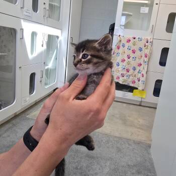Domestic Short Hair Cats Available for Adoption in Jasper, Indiana - Button | PetCurious