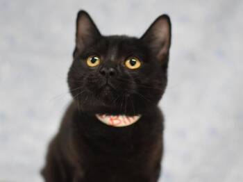 Bill -  Domestic Short Hair Cat for Adoption in Portland, Oregon - Bill | PetCurious