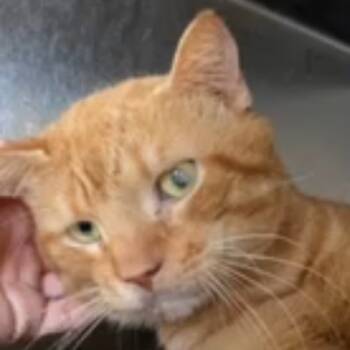 Rescue Domestic Short Hair Cats for Adoption in Jupiter, Florida - Heathcliff | PetCurious