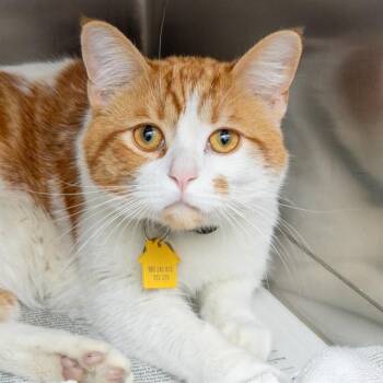 Domestic Short Hair Cats Available for Adoption in St. Louis, Missouri - HOBBES | PetCurious