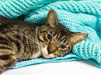 CRUNCHY GORDITA -  Domestic Short Hair Cat for Adoption in Fort Lauderdale, Florida - CRUNCHY GORDITA | PetCurious