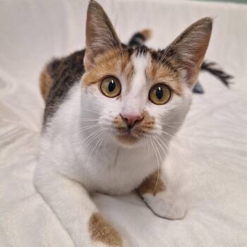 Domestic Short Hair Cats Available for Adoption - Freya | PetCurious