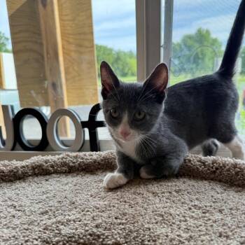 Lego -  Domestic Short Hair Cat for Adoption in Milford, Iowa - Lego | PetCurious