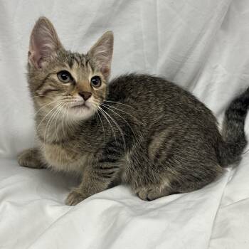 Bologna -  Domestic Short Hair Cat for Adoption in Fredericksburg, Virginia - Bologna | PetCurious
