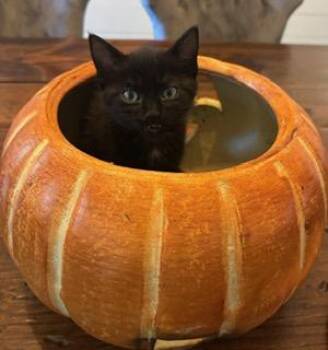 Lucy Gray -  Domestic Short Hair Cat for Adoption in Waxhaw, North Carolina - Lucy Gray | PetCurious