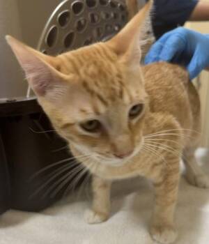 Peter Pan `Petey` -  Domestic Short Hair Cat for Adoption in Honolulu, Hawaii - Peter Pan `Petey` | PetCurious