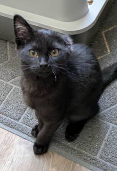 Grogu -  Domestic Short Hair Cat for Adoption in Walnut, California - Grogu | PetCurious