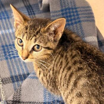 Rabbit -  Domestic Short Hair Cat for Adoption in Evansville, Indiana - Rabbit | PetCurious