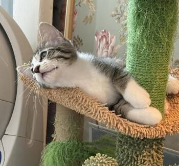 Bree -  Domestic Short Hair Cat for Adoption in Chicago, Illinois - Bree | PetCurious