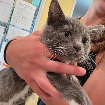 Bradbury -  Domestic Short Hair Cat for Adoption in West Des Moines, Iowa - Bradbury | PetCurious