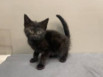 Rescue Domestic Short Hair Cats for Adoption in Dickson, Tennessee - Monroe | PetCurious