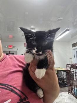 Becker -  Domestic Long Hair Cat for Adoption in Glenfield, New York - Becker | PetCurious
