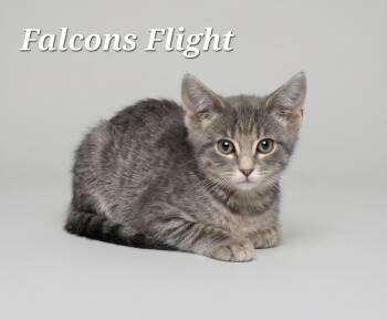 Falcons Flight -  Tabby Cat for Adoption in Monroeville, Pennsylvania - Falcons Flight | PetCurious