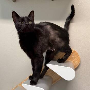 Domestic Short Hair Cats Available for Adoption - Anberlin | PetCurious