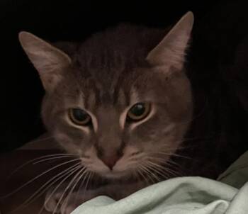 Domestic Short Hair Cats Available for Adoption in Boston, Massachusetts - GRAY | PetCurious