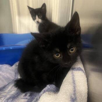 Sunflower -  Domestic Short Hair Cat Available for Adoption in Oak Brook, Illinois - Sunflower | PetCurious