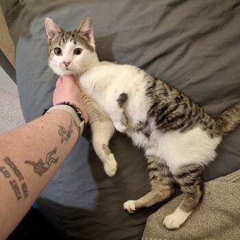 Domestic Short Hair Cats Available for Adoption - Shark Tales | PetCurious