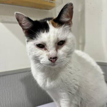 Domestic Short Hair Cats Available for Adoption - Sweetie | PetCurious