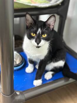 Rescue Domestic Short Hair Cats for Adoption in Corpus Christi, Texas - Sabine | PetCurious