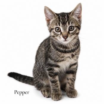 Pepper -  Domestic Short Hair Cat for Adoption in Stevensville, Michigan - Pepper | PetCurious