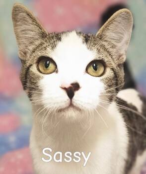 Sassy - Rancho Cucamonga PetSmart -  Domestic Short Hair Cat for Adoption in Yorba Linda, California - Sassy - Rancho Cucamonga PetSmart | PetCurious