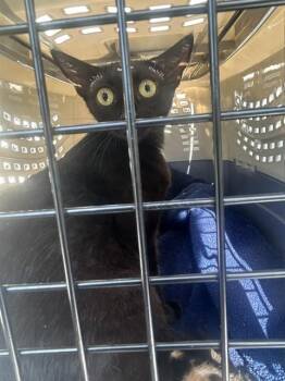 NEVAEH -  Domestic Short Hair Cat for Adoption in Palmetto, Florida - NEVAEH | PetCurious