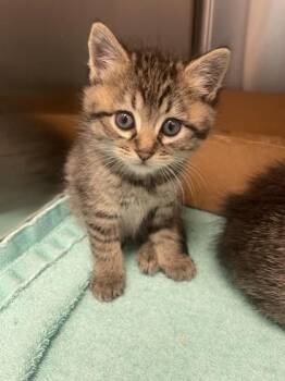 Raisin -  Domestic Short Hair Cat for Adoption in Roseville, California - Raisin | PetCurious