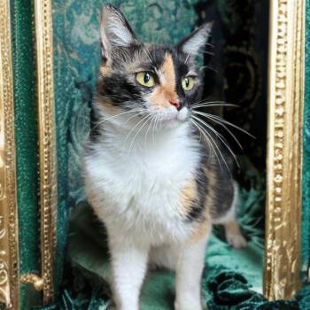 Domestic Short Hair and Calico Cats Available for Adoption in Madisonville, Texas - Wanda | PetCurious