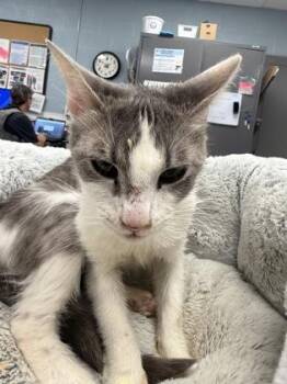 Amethyst -  Domestic Short Hair Cat for Adoption in Gastonia, North Carolina - Amethyst | PetCurious