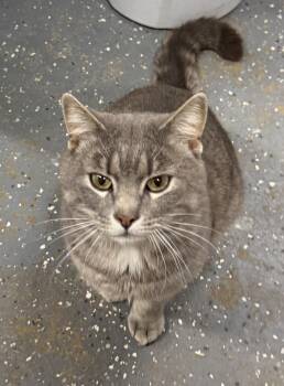 Domestic Short Hair Cats Available for Adoption in Brooks, Maine - Shaggy | PetCurious