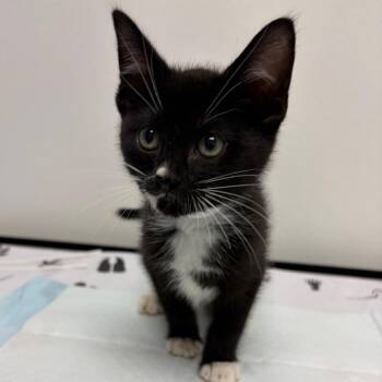 Bucatini -  Domestic Short Hair Cat for Adoption in Nashville, Tennessee - Bucatini | PetCurious