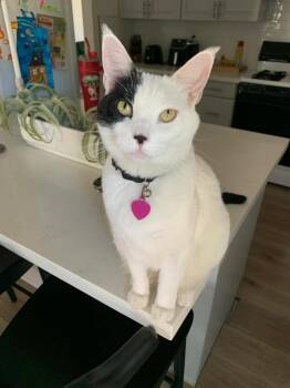 Rescue Domestic Short Hair Cats for Adoption in Chandler, Arizona - Wendy Purrkadot | PetCurious