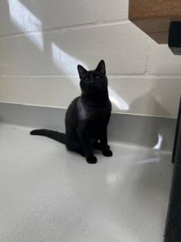 Rescue Domestic Short Hair Cats for Adoption in Largo, Florida - Bam Bam | PetCurious