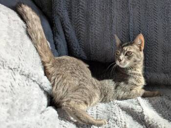 Lady -  Domestic Short Hair Cat for Adoption in Arlington, Washington - Lady | PetCurious
