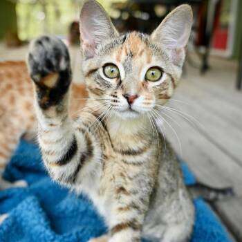 Fontaine -  Domestic Short Hair Cat for Adoption in Tallahassee, Florida - Fontaine | PetCurious
