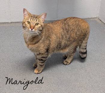 Marigold -  Domestic Short Hair Cat for Adoption in Flint, Michigan - Marigold | PetCurious