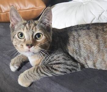 Siamese and Tortoiseshell Cats Available for Adoption in Walnut Creek, California - Pumpkin And Mae, Bonded Pair | PetCurious