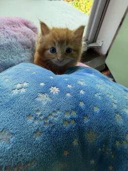 Baxter -  Maine Coon Cat for Adoption in Cincinnati, Ohio - Baxter | PetCurious