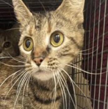 Orisa -  Domestic Short Hair Cat for Adoption in Cincinnati, Ohio - Orisa | PetCurious