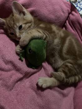 Domestic Short Hair Cats Available for Adoption - Lacey | PetCurious