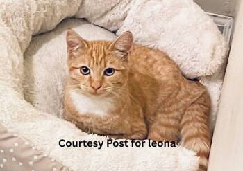Rescue Domestic Short Hair Cats for Adoption in Benicia, California - Leona [courtesy Post] | PetCurious