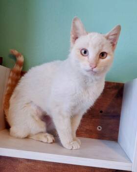 Domestic Short Hair Cats Available for Adoption in Pasco, Washington - Aggie | PetCurious