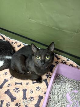 Rescue Domestic Short Hair Cats for Adoption in Aiea, Hawaii - Dixie Cup | PetCurious