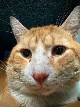 Candy Corn -  Domestic Short Hair Cat for Adoption - Candy Corn | PetCurious