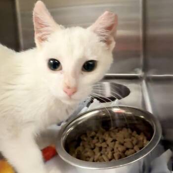 Roderick -  Domestic Short Hair Cat for Adoption in Indianapolis, Indiana - Roderick | PetCurious