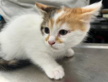 MERCY -  Domestic Short Hair Cat for Adoption in Peoria, Illinois - MERCY | PetCurious