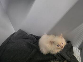 Carmello -  Ragdoll Cat for Adoption in Plymouth, Connecticut - Carmello | PetCurious