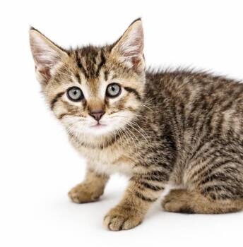 Orange is about the sweetest treat around -  Bengal and Tabby Cat for Adoption in Bedford Hills, New York - Orange Is About The Sweetest Treat Around | PetCurious