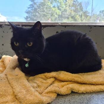 Katherine -  American Shorthair Cat for Adoption in Oak Ridge, Tennessee - Katherine | PetCurious