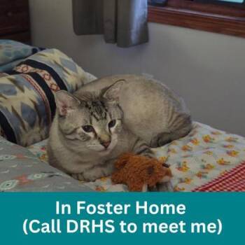 Broccoli -  Domestic Short Hair Cat for Adoption in Dubuque, Iowa - Broccoli | PetCurious